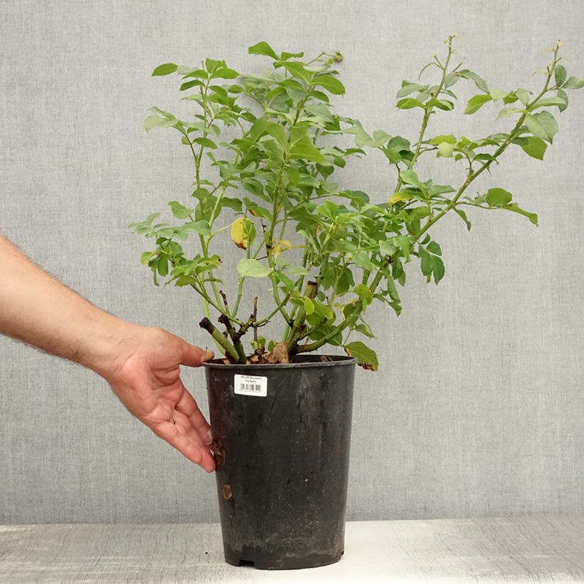 Amostra de Roseira floribunda Bouquet Parfait Vaso de 4 L/5 L tal como entregue no verão