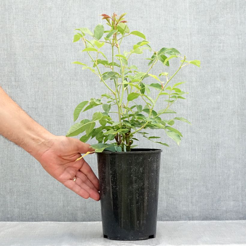 Amostra de Roseira floribunda Burgundy Ice Vaso de 2 L/3 L tal como entregue no verão