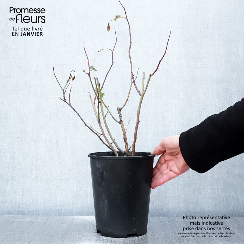 Amostra de Rosier à fleurs groupées Caroline's Heart Vaso de 4 L/5 L tal como entregue no inverno