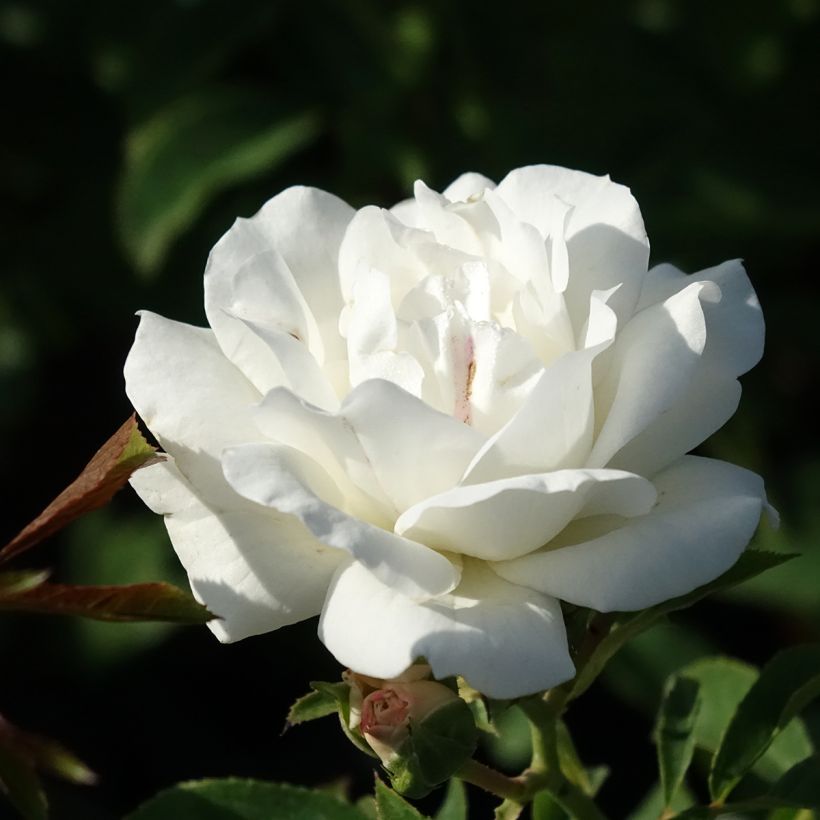 Roseira floribunda Carte Blanche (Floração)