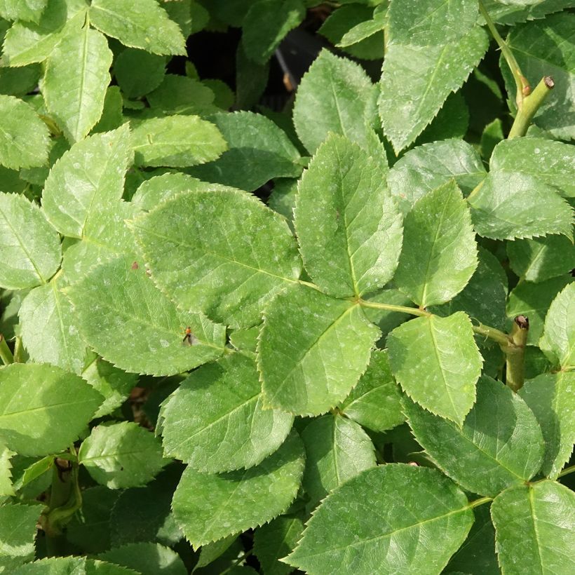 Roseira floribunda Carte d'Or (Folhagem)