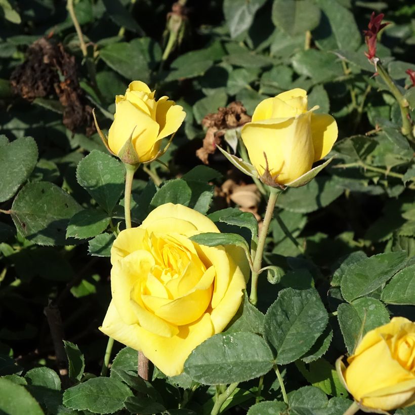 Roseira floribunda Carte d'Or (Floração)