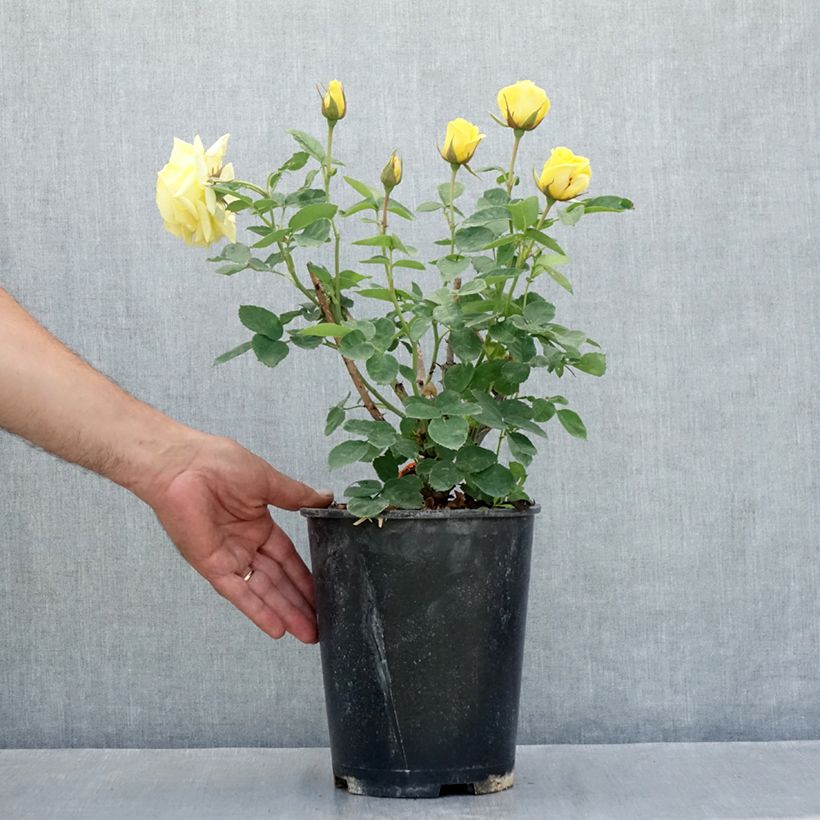 Amostra de Roseira floribunda Carte d'Or Vaso de 4 L/5 L tal como entregue no verão