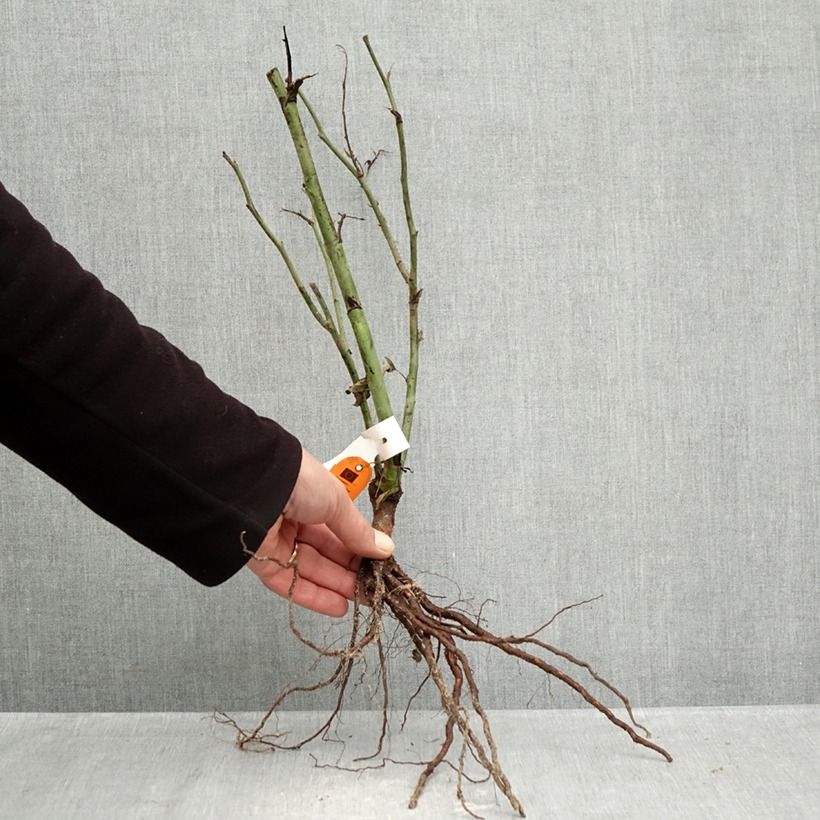 Amostra de Roseira floribunda Carte d'Or Raízes nuas tal como entregue no inverno