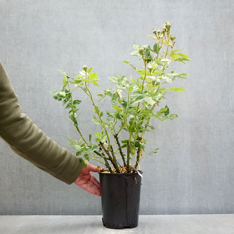 Amostra de Roseira floribunda Catherine Meurisse Vaso de 4 L/5 L tal como entregue na primavera
