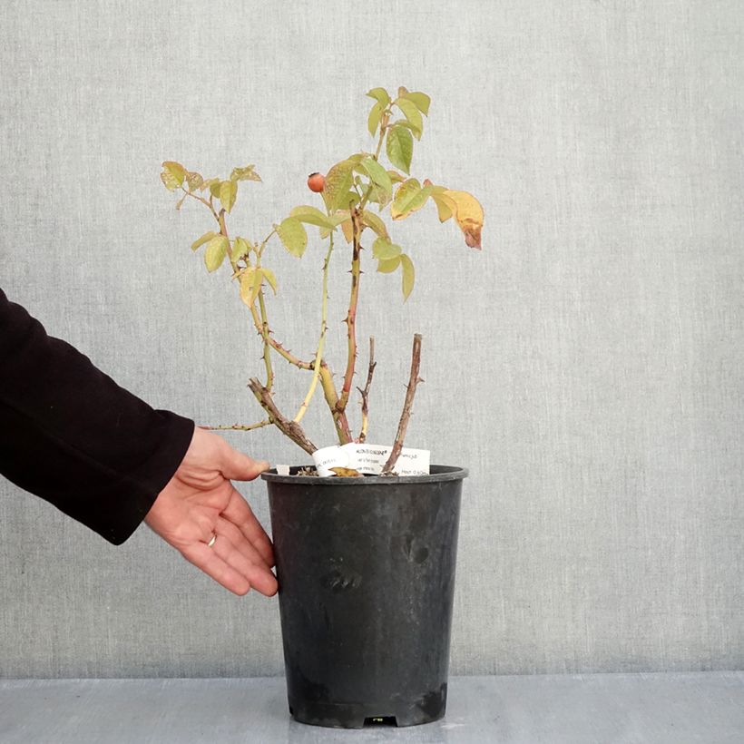 Amostra de Roseira floribunda Chalon en Bourgogne Vaso de 4 L/5 L tal como entregue no outono