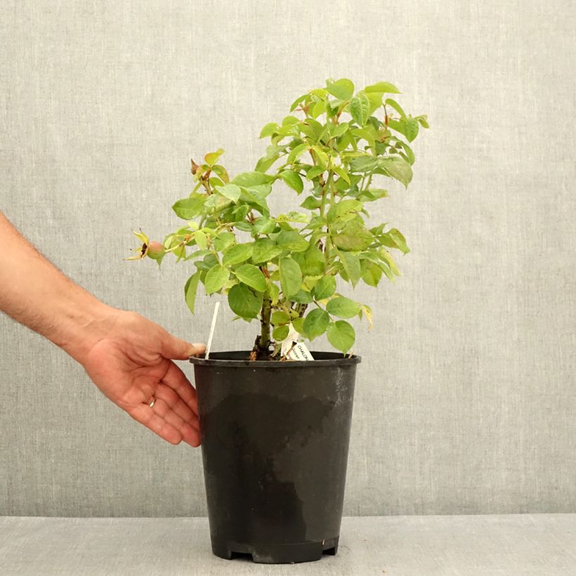 Amostra de Rosier à fleurs groupées Chalon en Bourgogne Pot de 4L/5L tal como entregue no verão