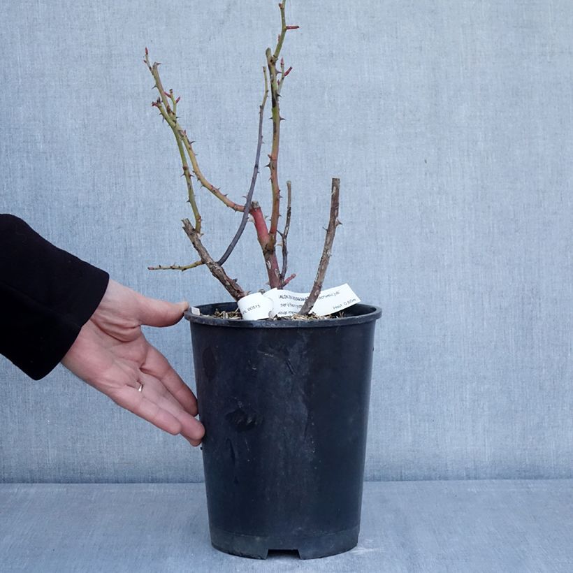Amostra de Roseira floribunda Chalon en Bourgogne Vaso de 4 L/5 L tal como entregue no inverno
