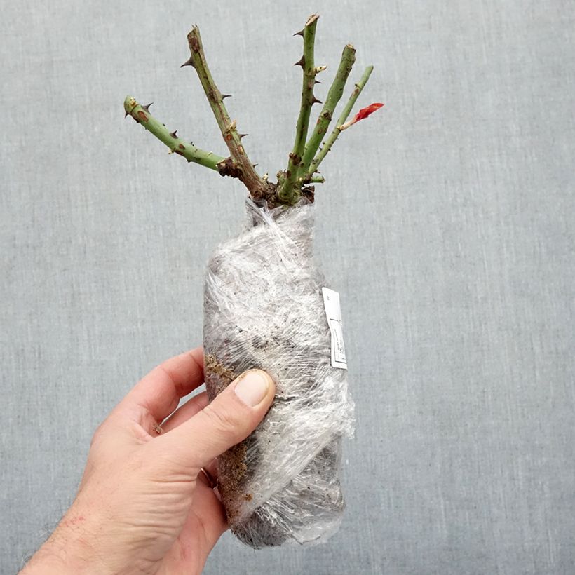 Amostra de Rosier à fleurs groupées Chalon en Bourgogne Petites Racines nues tal como entregue no inverno