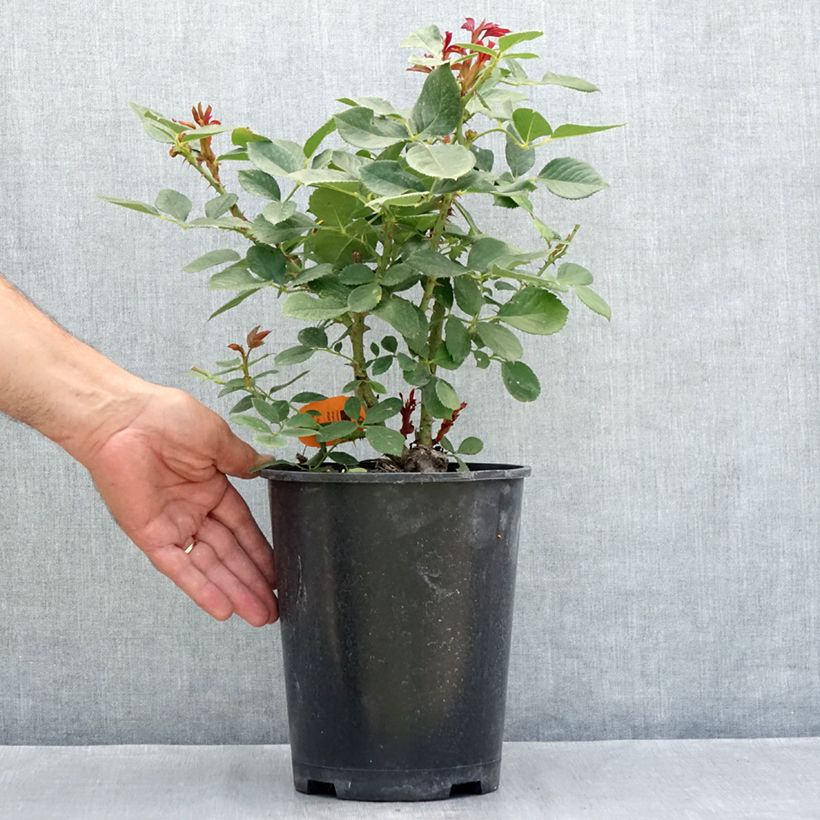 Amostra de Roseira floribunda Charles Aznavour Vaso de 4 L/5 L tal como entregue no verão