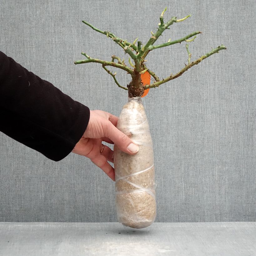 Amostra de Roseira floribunda Charles Aznavour Raízes nuas em torrão tal como entregue no inverno