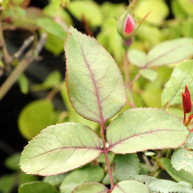 Roseira floribunda Cherry Bonica (Folhagem)