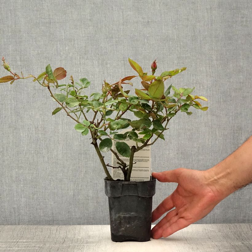 Amostra de Roseira floribunda Cherry Bonica Vaso de 10 cm/11 cm tal como entregue no verão
