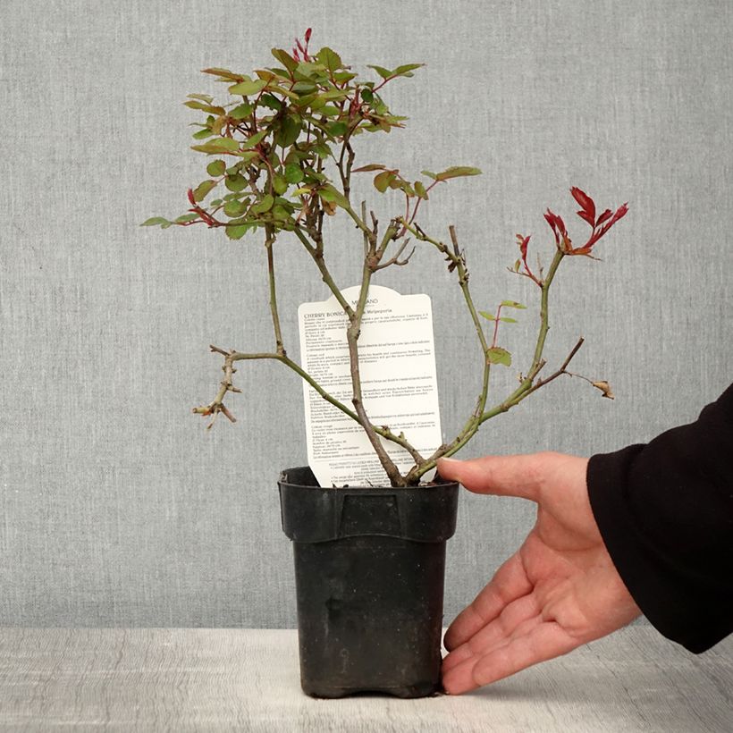 Amostra de Roseira floribunda Cherry Bonica Vaso de 10 cm/11 cm tal como entregue na primavera