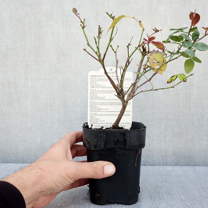 Amostra de Roseira floribunda Cherry Bonica Vaso de 10 cm/11 cm tal como entregue no outono