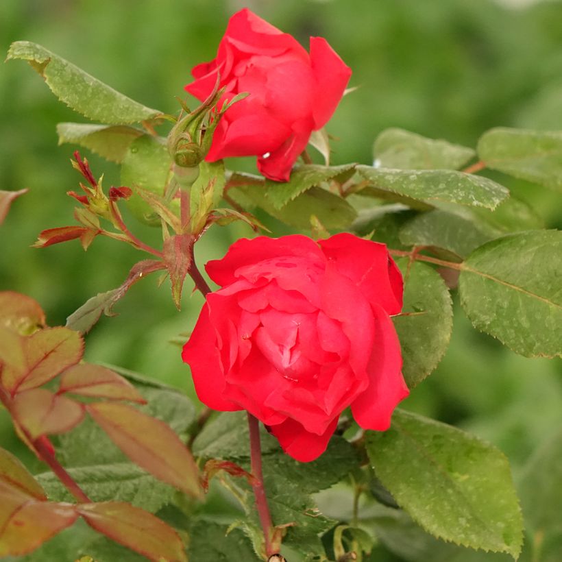 Roseira floribunda Cherry Bonica (Floração)