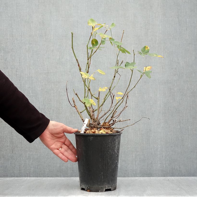 Amostra de Roseira floribunda Cherry Bonica Vaso de 4 L/5 L tal como entregue no outono