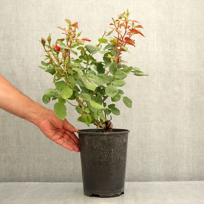 Amostra de Roseira floribunda Cherry Bonica Vaso de 4 L/5 L tal como entregue no verão