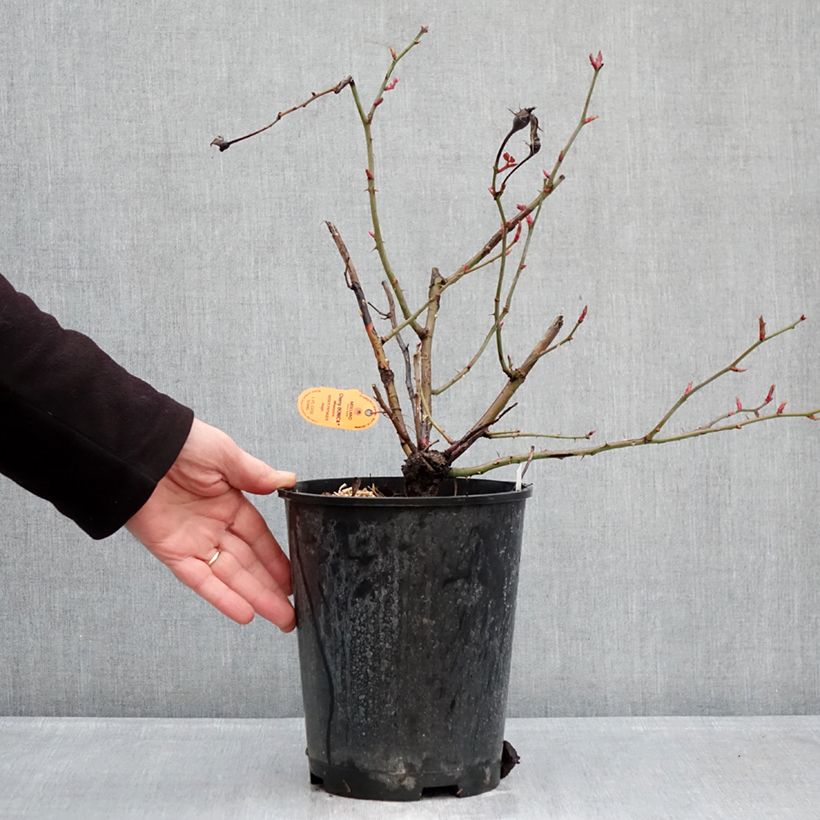 Amostra de Roseira floribunda Cherry Bonica Vaso de 4 L/5 L tal como entregue no inverno