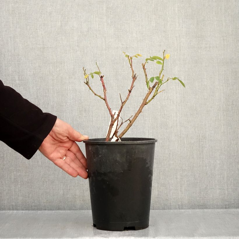 Amostra de Roseira floribunda Comtesse André d'Oultremont Vaso de 4 L/5 L tal como entregue no outono