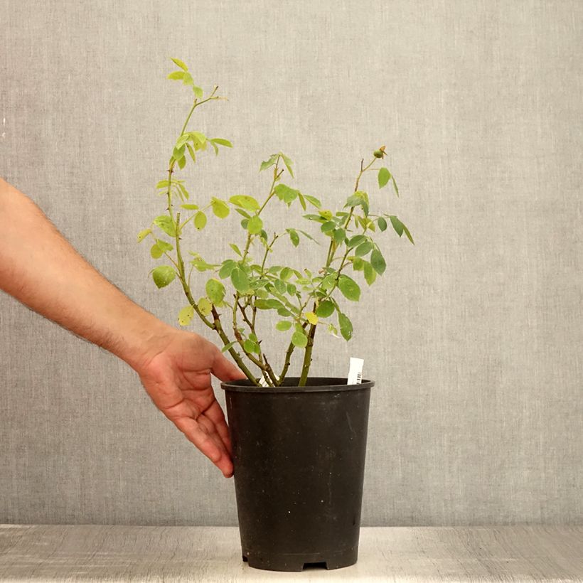 Amostra de Roseira floribunda Comtesse André d'Oultremont Vaso de 4 L/5 L tal como entregue no verão