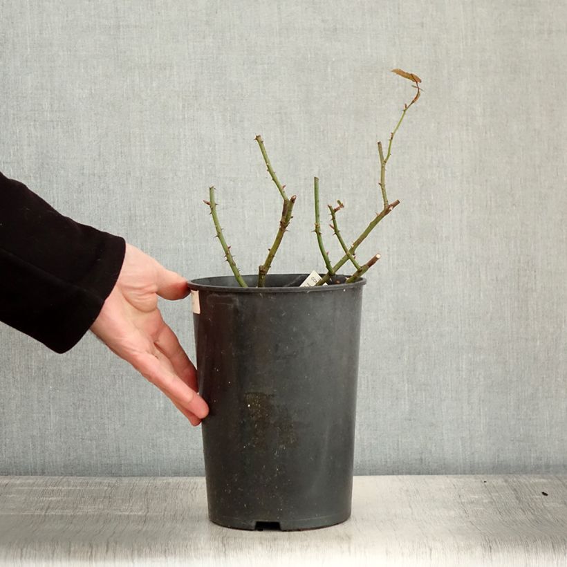 Amostra de Rosier à fleurs groupées Comtesse André d'Oultremont Vaso de 4 L/5 L tal como entregue no inverno