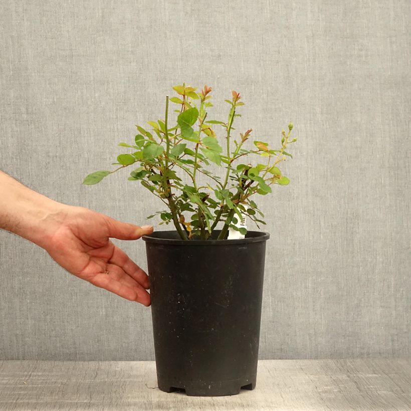 Amostra de Roseira floribunda Comtesse André d'Oultremont Vaso de 4 L/5 L tal como entregue na primavera