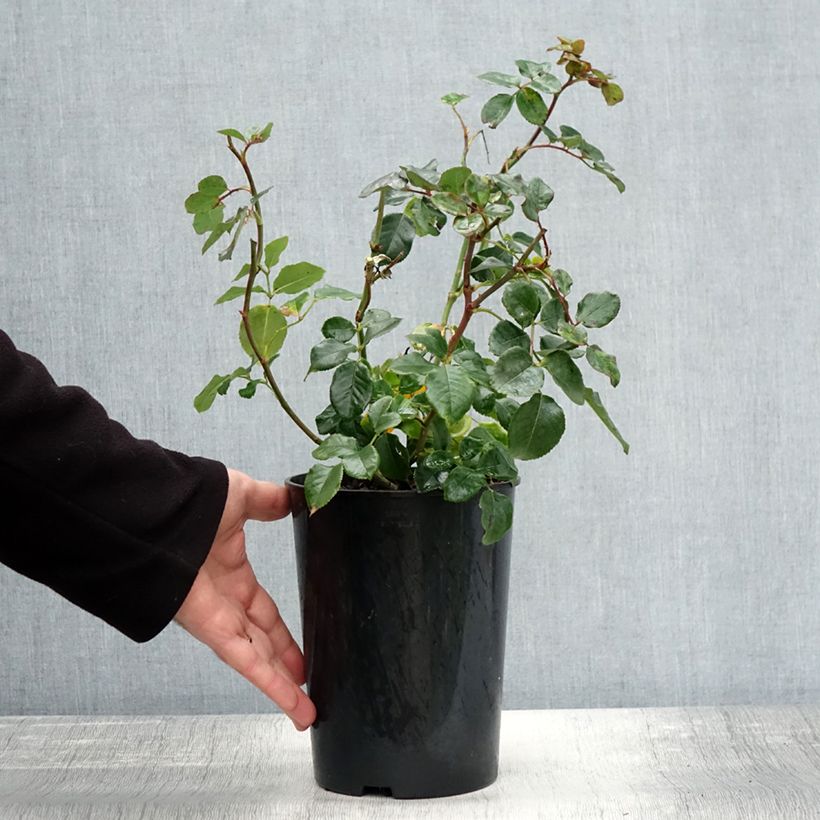 Amostra de Roseira floribunda Coral Lions-Rose Vaso de 3 L/4 L tal como entregue no outono