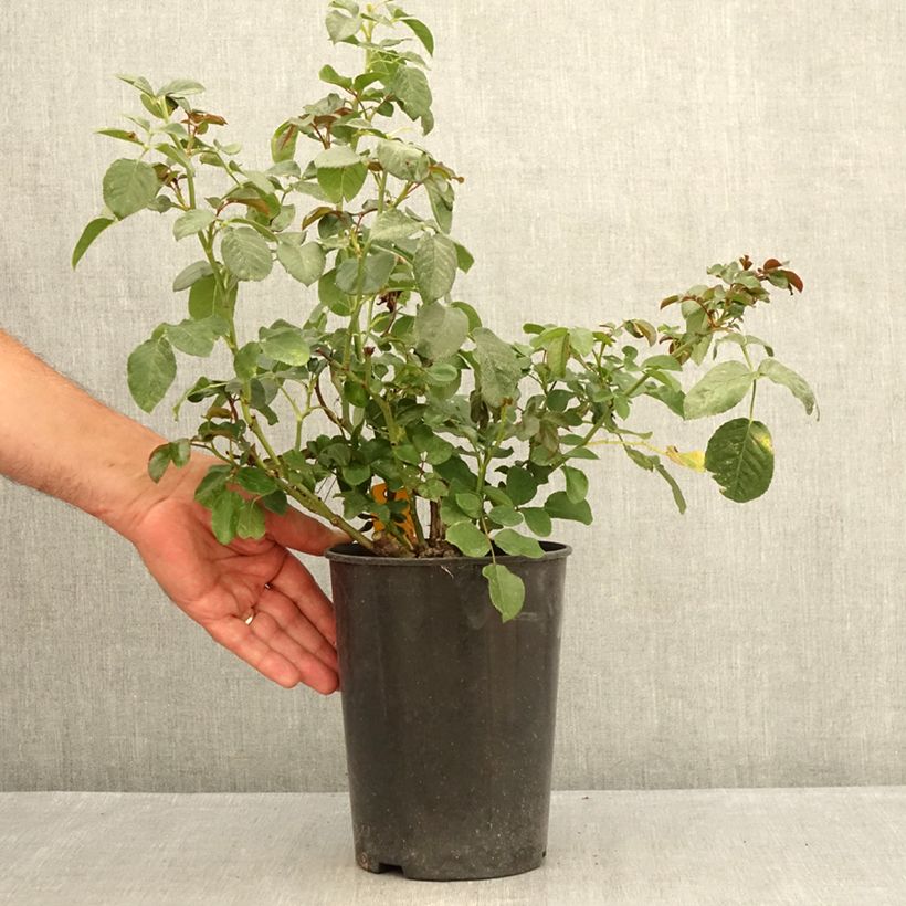 Amostra de Roseira floribunda Coral Lions-Rose Vaso de 3 L/4 L tal como entregue no verão