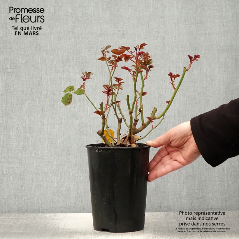 Amostra de Roseira floribunda Coral Lions-Rose Vaso de 3 L/4 L tal como entregue na primavera
