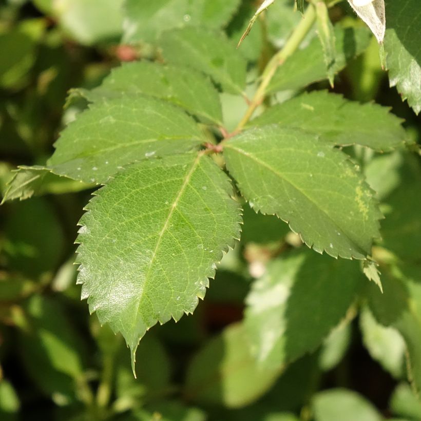 Roseira floribunda Crème Chantilly (Folhagem)