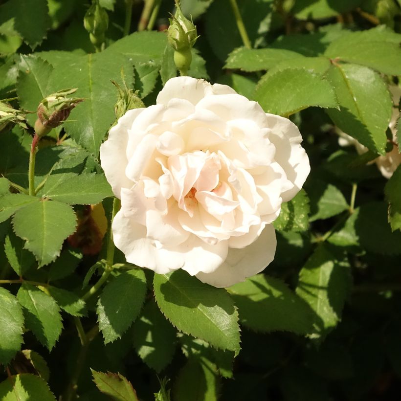 Roseira floribunda Crème Chantilly (Floração)