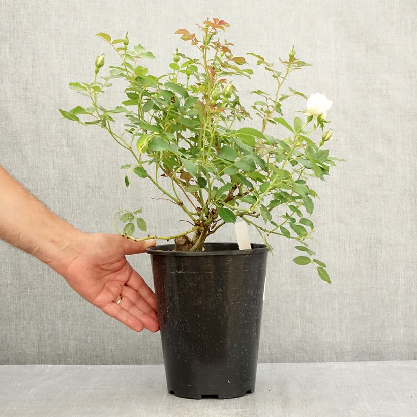 Amostra de Roseira floribunda Crème Chantilly Vaso de 4 L/5 L tal como entregue no verão