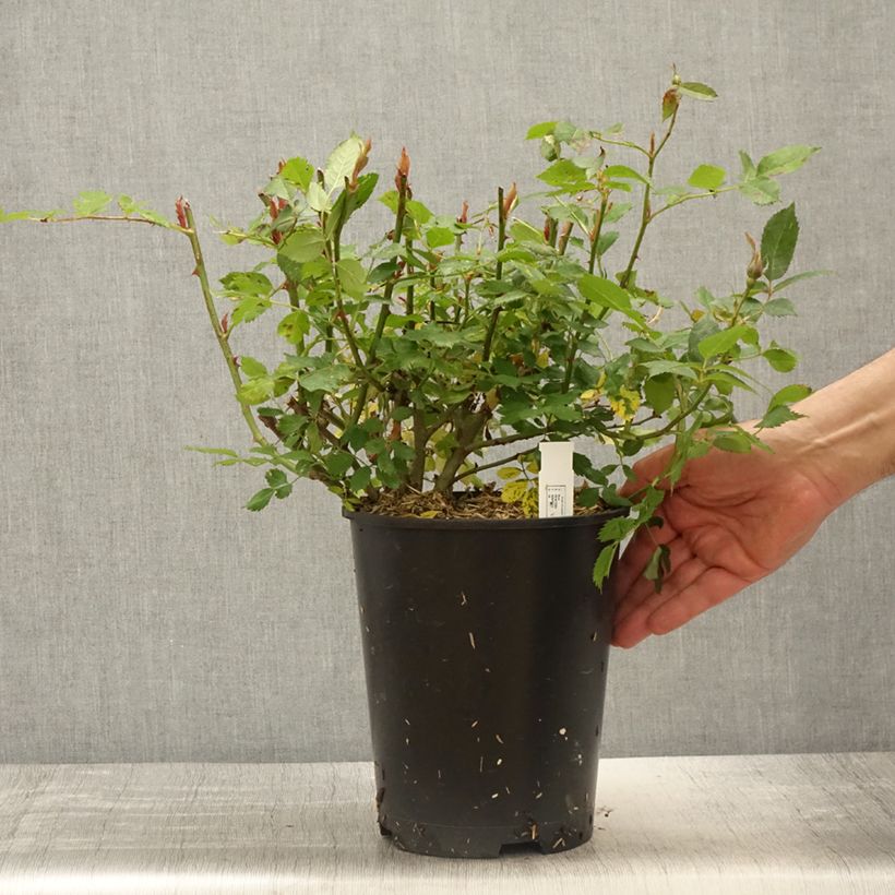 Amostra de Rosier à fleurs groupées Crème Chantilly Pot de 4L/5L tal como entregue na primavera