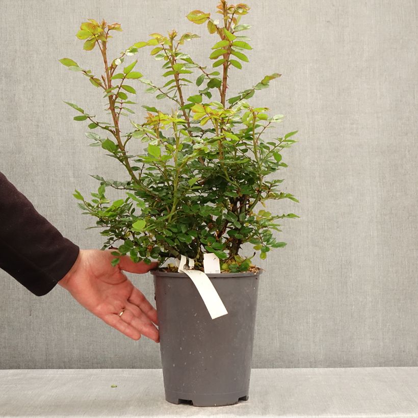 Amostra de Roseira floribunda Elara Vaso de 4 L/5 L tal como entregue na primavera