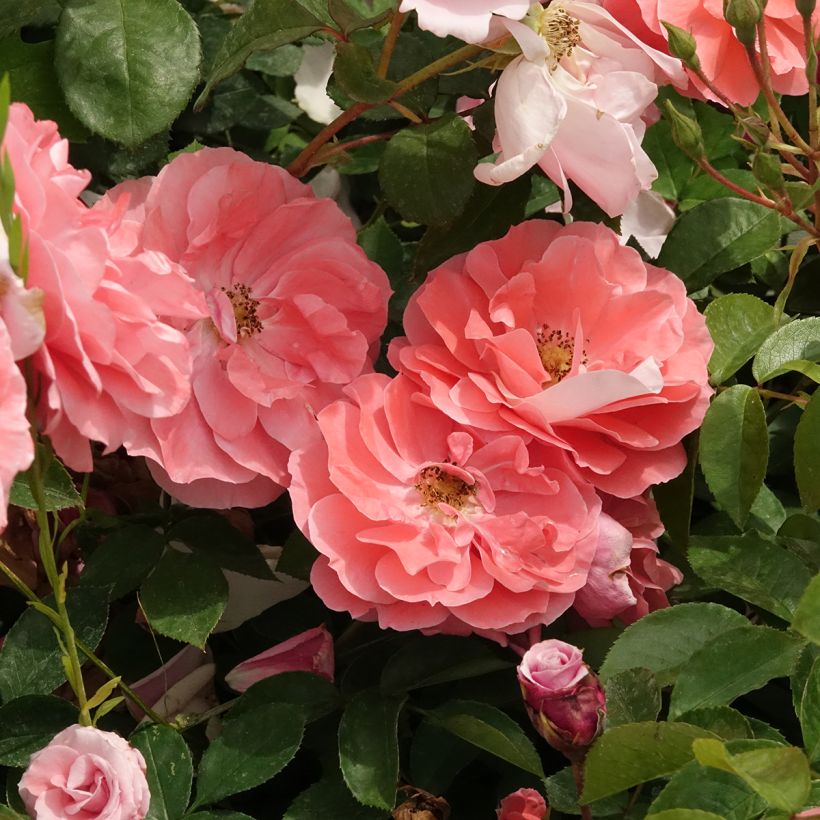 Roseira floribunda Favorite (Floração)