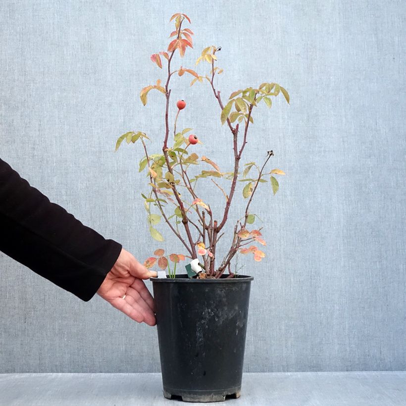 Amostra de Roseira floribunda Favorite Vaso de 4 L/5 L tal como entregue no outono