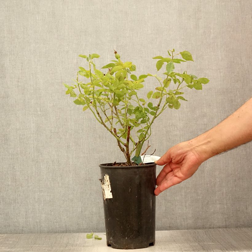 Amostra de Roseira floribunda Favorite Vaso de 4 L/5 L tal como entregue no verão