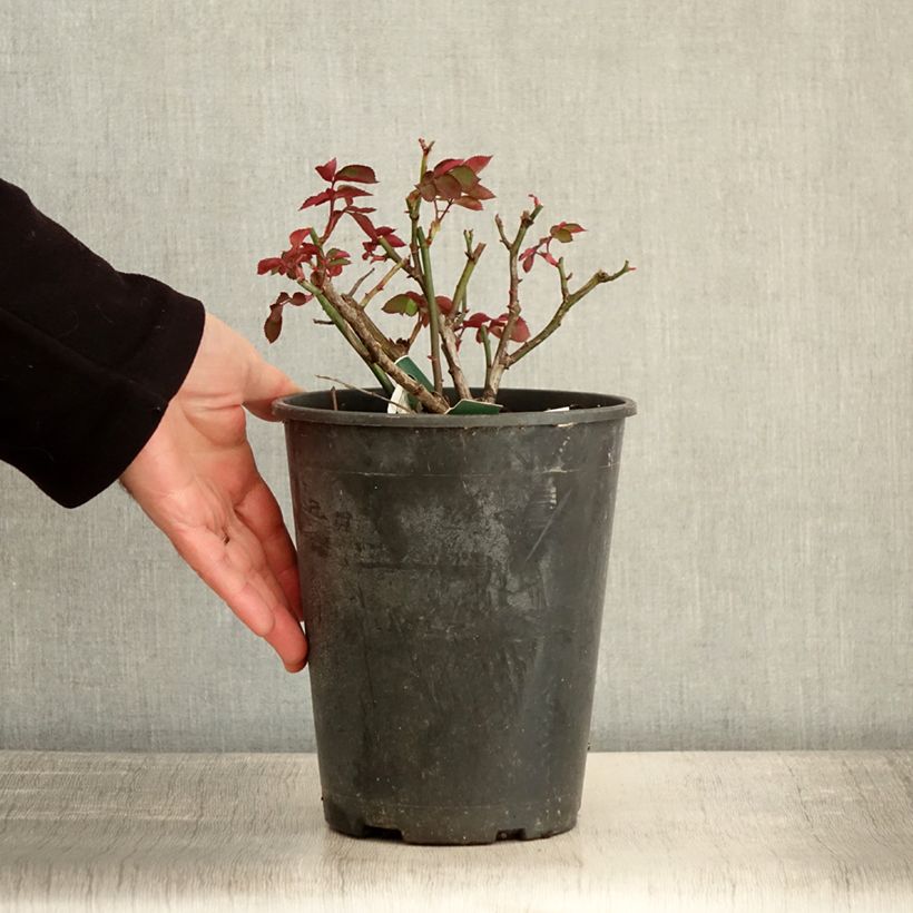 Amostra de Rosier à fleurs groupées Favorite Vaso de 4 L/5 L tal como entregue no inverno