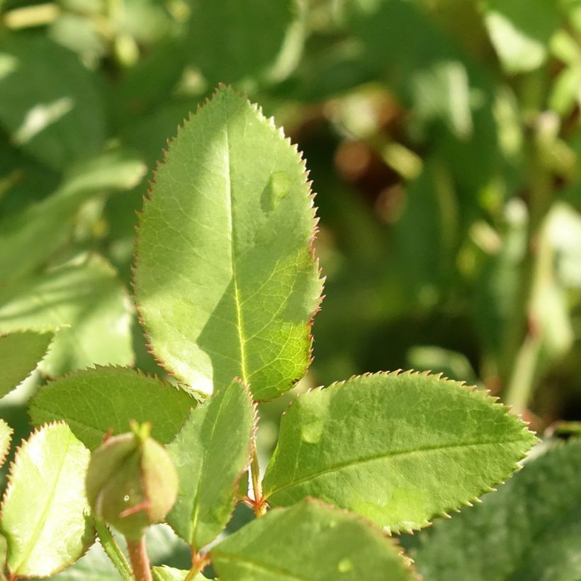 Roseira floribunda Fizzy Lady (Folhagem)