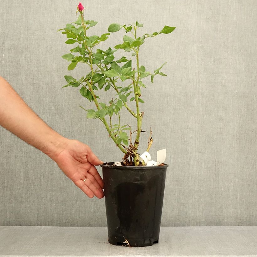 Amostra de Roseira floribunda Fizzy Lady Vaso de 4 L/5 L tal como entregue no verão