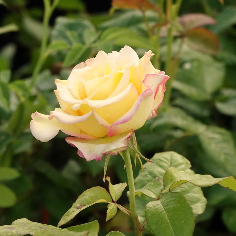 Roseira floribunda Flame Origami (Floração)