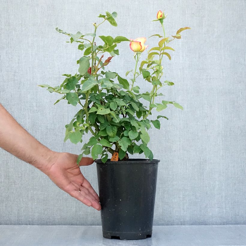 Amostra de Rosier à fleurs groupées Flame Origami Pot de 4L/5L tal como entregue no verão