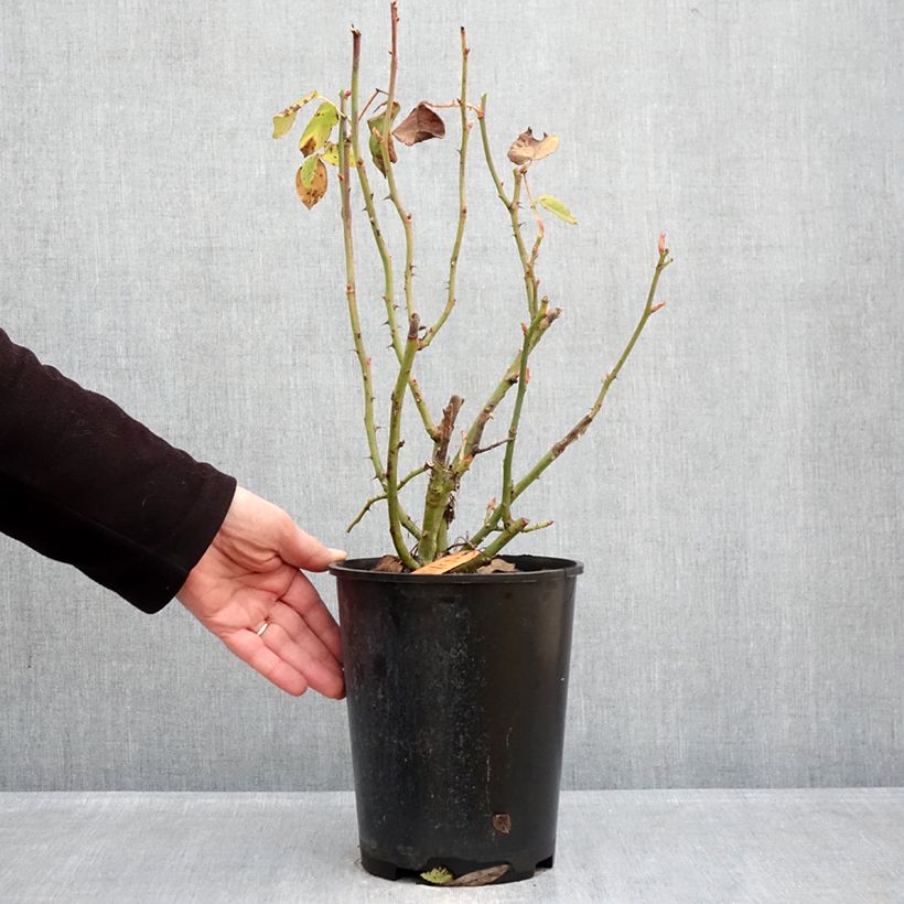 Amostra de Roseira floribunda Flame Origami Vaso de 4 L/5 L tal como entregue no inverno