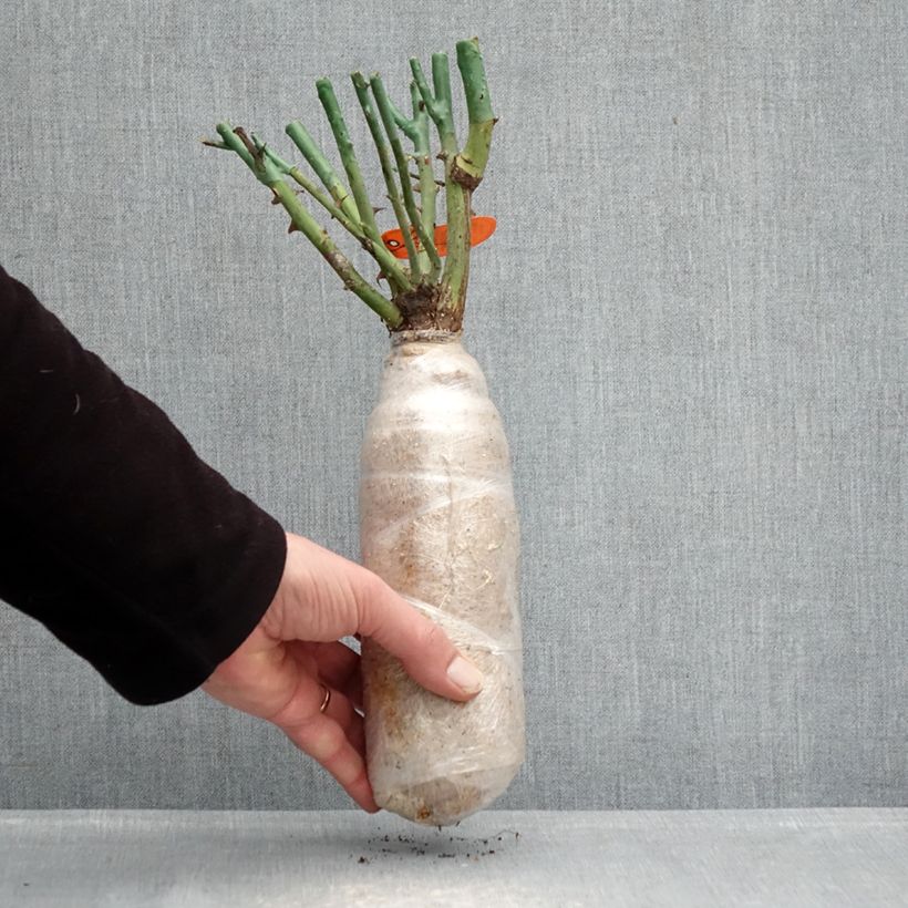 Amostra de Roseira floribunda Flame Origami Raízes nuas em torrão tal como entregue no inverno