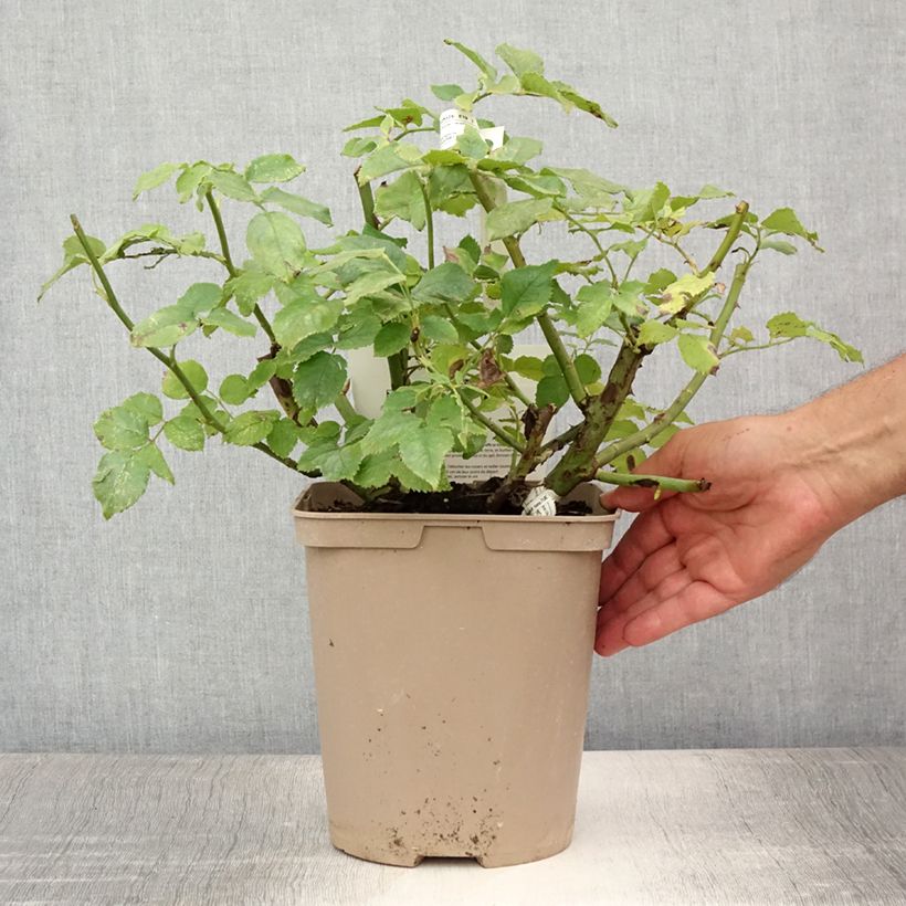 Amostra de Roseira floribunda Folle Courtisane Vaso de 4 L/5 L tal como entregue no verão