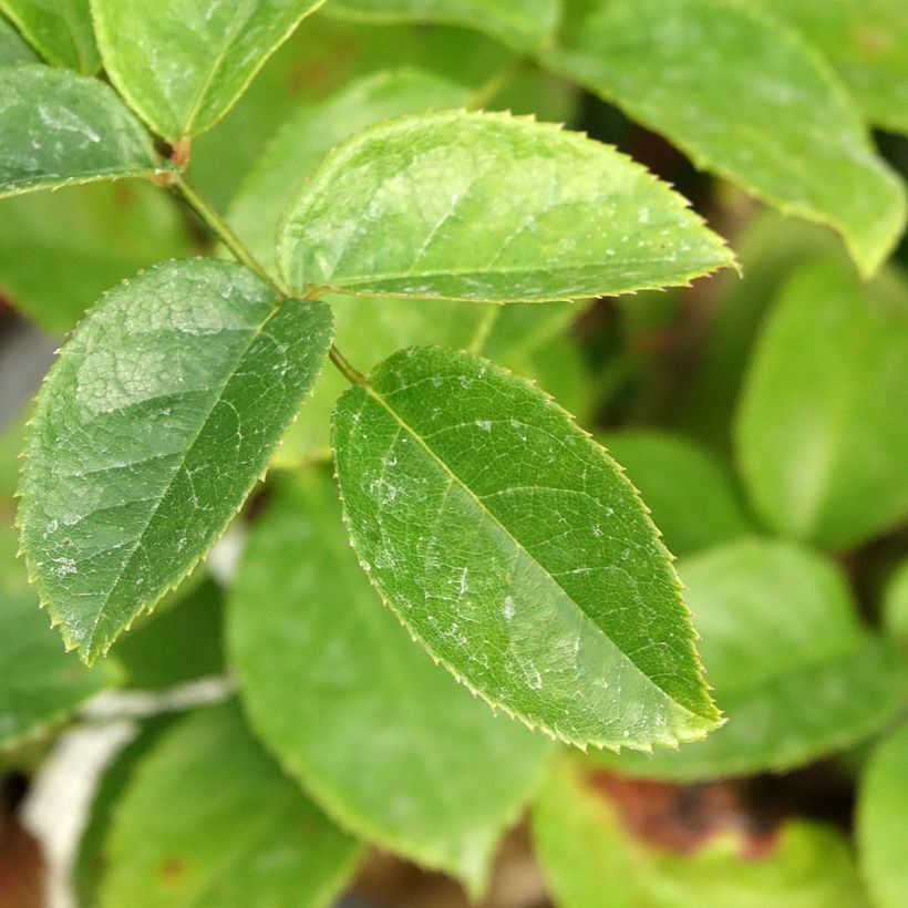Roseira floribunda Folle Courtisane (Folhagem)