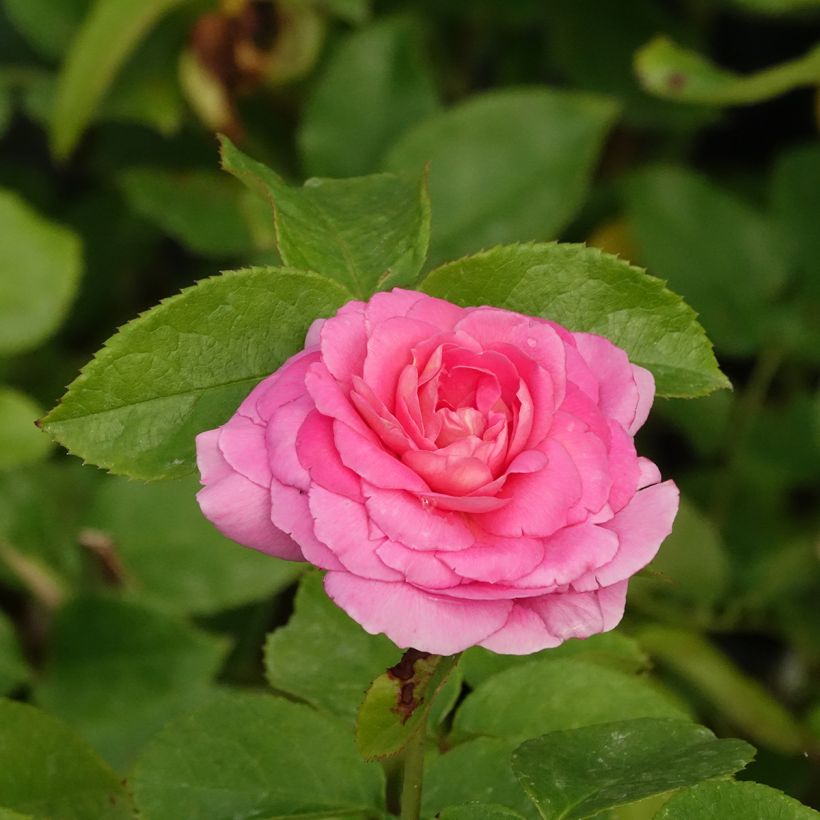 Roseira floribunda Folle Courtisane (Floração)