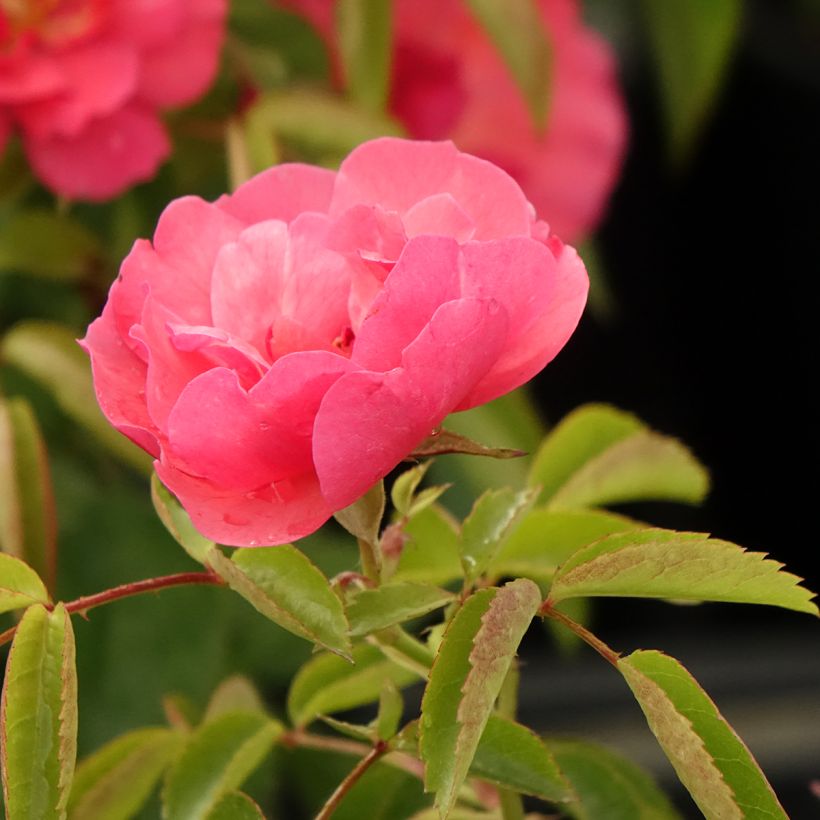 Roseira floribunda Folle Framboise (Floração)