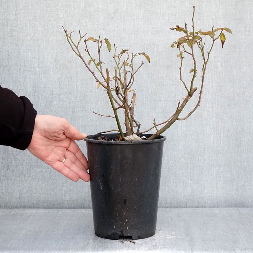 Amostra de Roseira floribunda Folle Framboise Vaso de 4 L/5 L tal como entregue no inverno